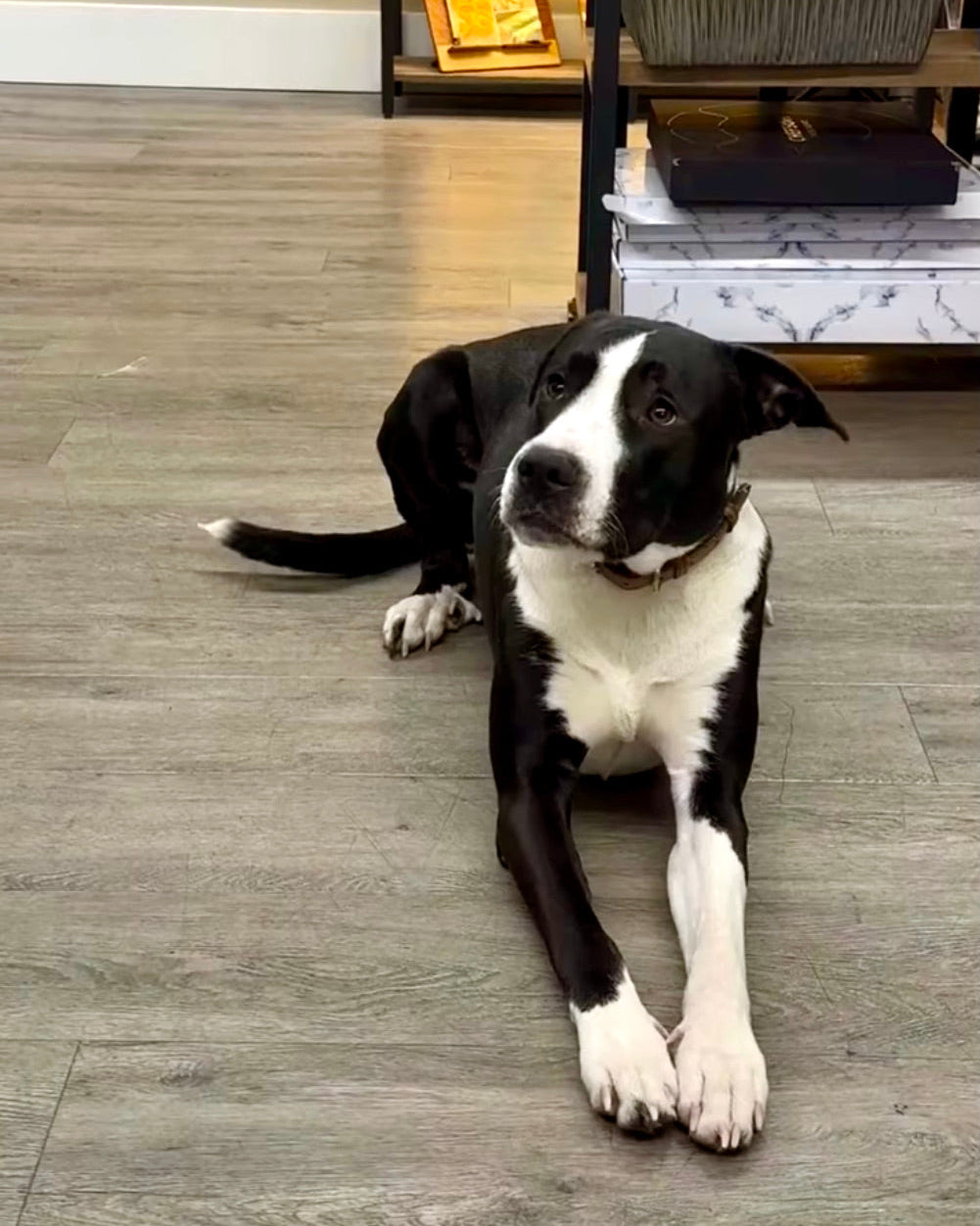 Oreo, the resident shop dog at Foxwood Engraving, resting in the studio and welcoming visitors